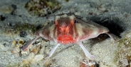 batfish_redlipped_mcg_ci_h_0053_cos1904.jpg